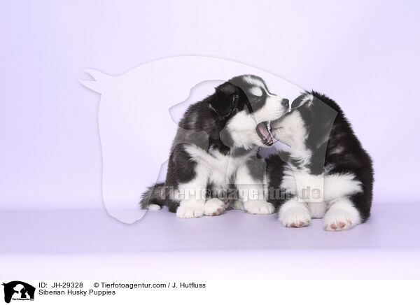 Siberian Husky Welpen / Siberian Husky Puppies / JH-29328
