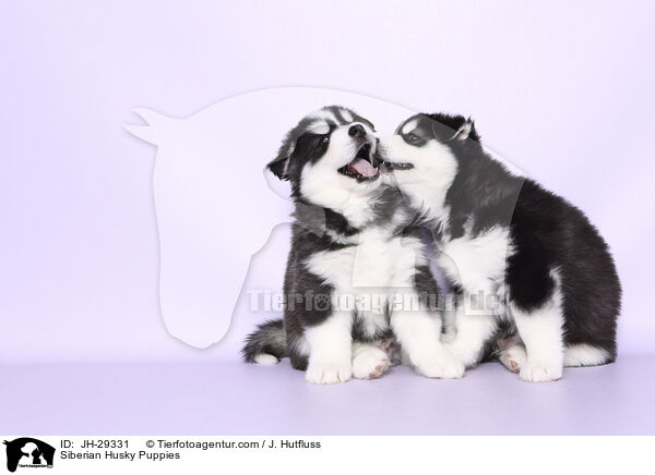 Siberian Husky Puppies / JH-29331