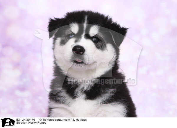 Siberian Husky Welpe / Siberian Husky Puppy / JH-30176