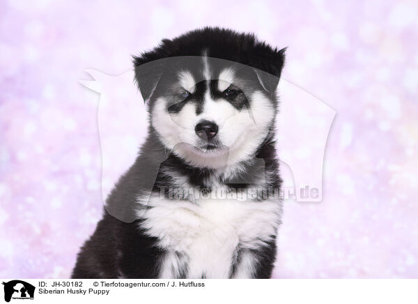 Siberian Husky Puppy / JH-30182