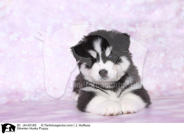 Siberian Husky Puppy / JH-30185