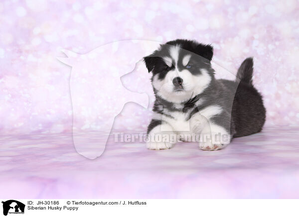 Siberian Husky Puppy / JH-30186