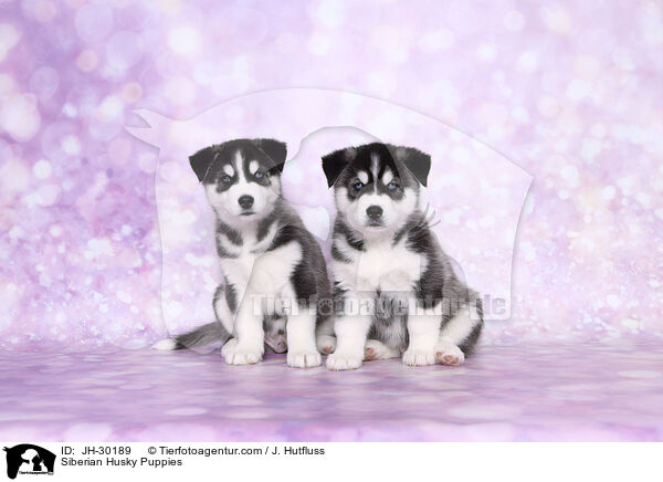 Siberian Husky Puppies / JH-30189