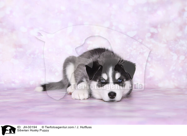 Siberian Husky Welpe / Siberian Husky Puppy / JH-30194