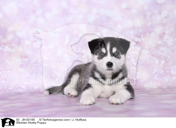 Siberian Husky Puppy / JH-30195