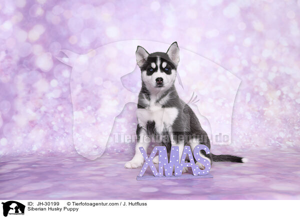 Siberian Husky Welpe / Siberian Husky Puppy / JH-30199