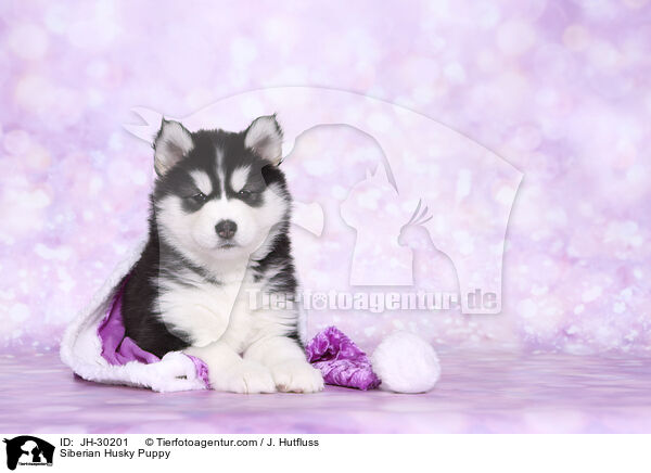 Siberian Husky Puppy / JH-30201