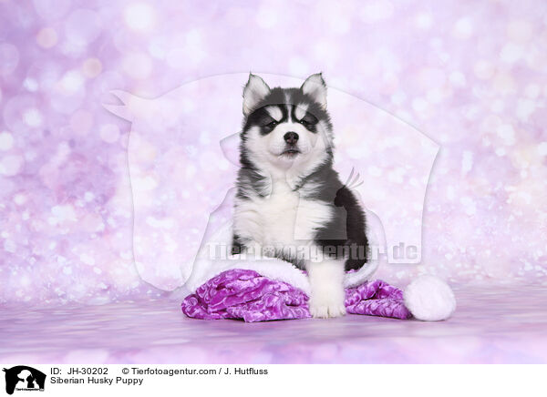 Siberian Husky Welpe / Siberian Husky Puppy / JH-30202