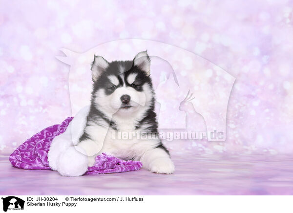 Siberian Husky Welpe / Siberian Husky Puppy / JH-30204