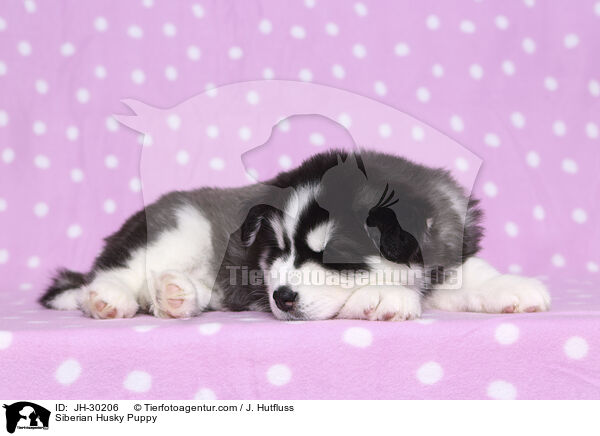 Siberian Husky Welpe / Siberian Husky Puppy / JH-30206