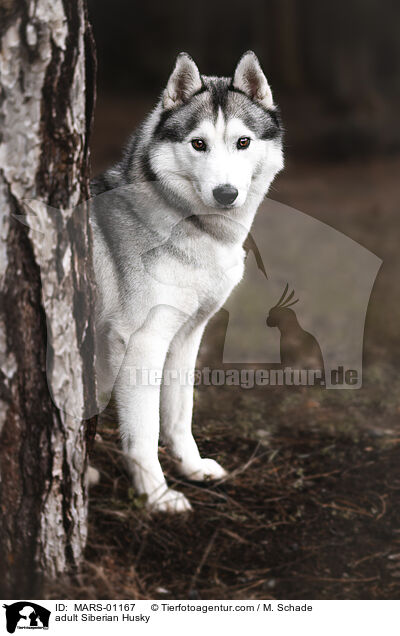 ausgewachsener Siberian Husky / adult Siberian Husky / MARS-01167
