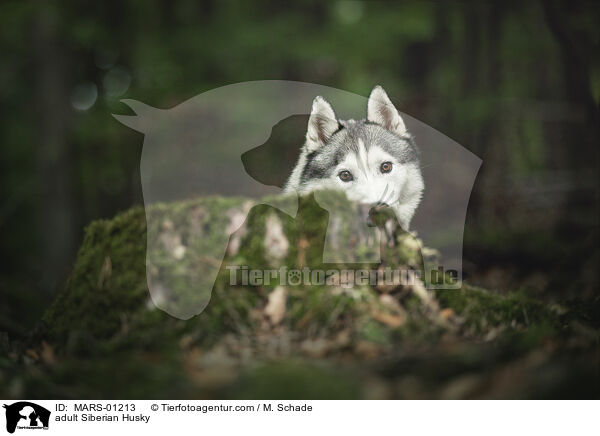 ausgewachsener Siberian Husky / adult Siberian Husky / MARS-01213