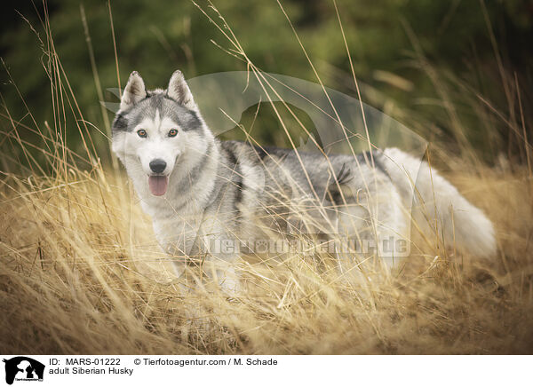 ausgewachsener Siberian Husky / adult Siberian Husky / MARS-01222