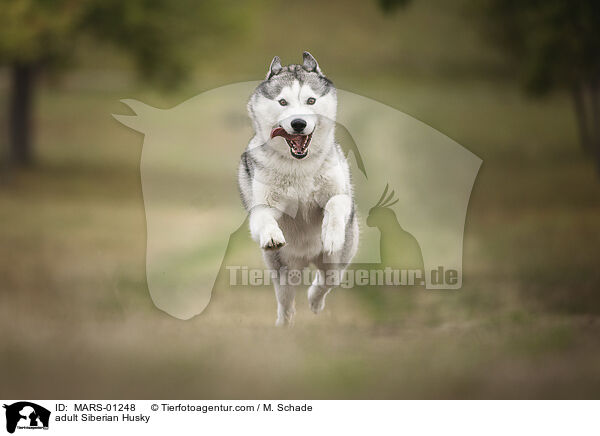 ausgewachsener Siberian Husky / adult Siberian Husky / MARS-01248
