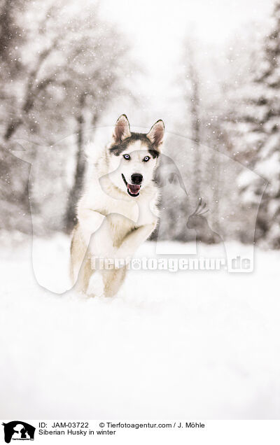 Siberian Husky im Winter / Siberian Husky in winter / JAM-03722