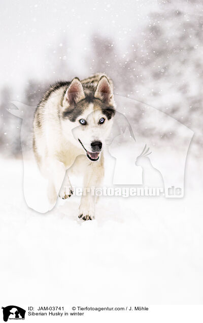 Siberian Husky im Winter / Siberian Husky in winter / JAM-03741