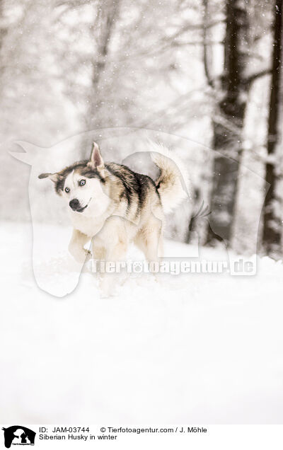 Siberian Husky im Winter / Siberian Husky in winter / JAM-03744