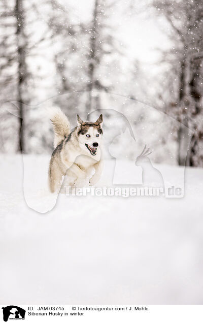 Siberian Husky in winter / JAM-03745