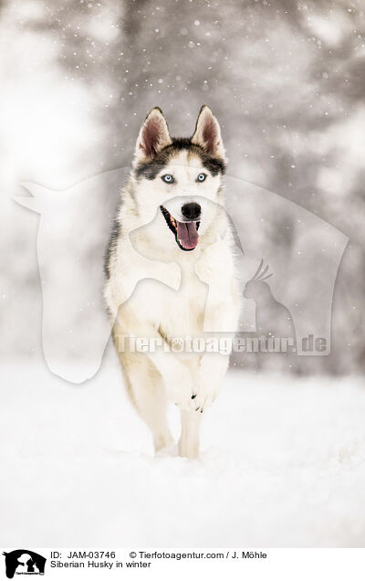 Siberian Husky im Winter / Siberian Husky in winter / JAM-03746