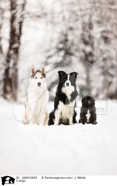 3 Hunde / 3 dogs / JAM-03925