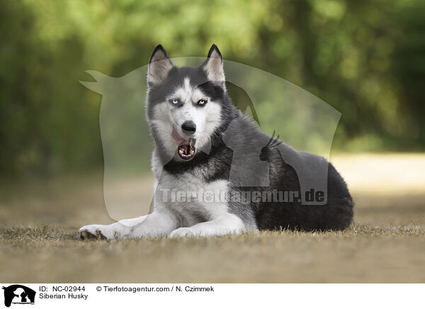 Siberian Husky / Siberian Husky / NC-02944