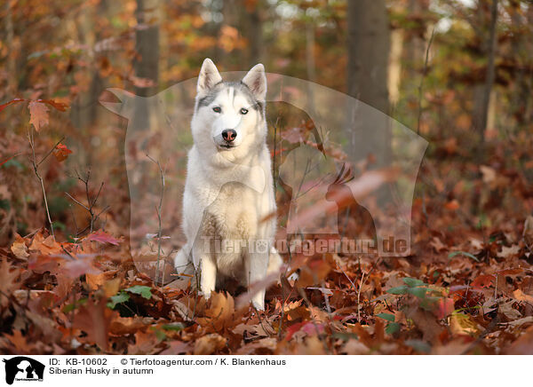 Siberian Husky im Herbst / Siberian Husky in autumn / KB-10602