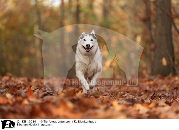 Siberian Husky im Herbst / Siberian Husky in autumn / KB-10634
