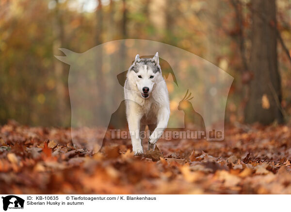 Siberian Husky in autumn / KB-10635