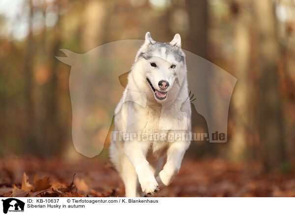 Siberian Husky im Herbst / Siberian Husky in autumn / KB-10637
