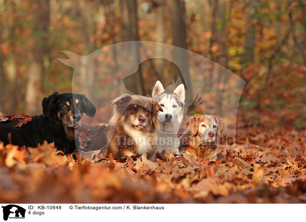 4 Hunde / 4 dogs / KB-10648