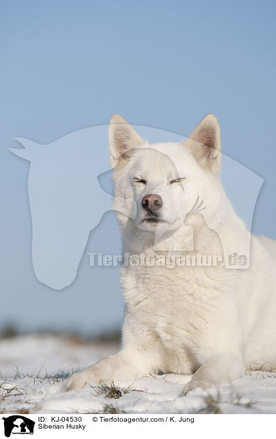 Siberian Husky / KJ-04530