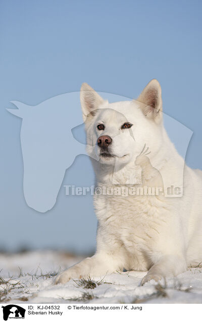 Siberian Husky / KJ-04532