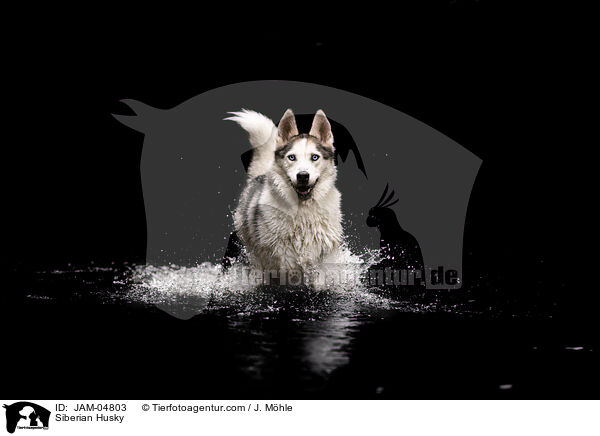 Siberian Husky / Siberian Husky / JAM-04803