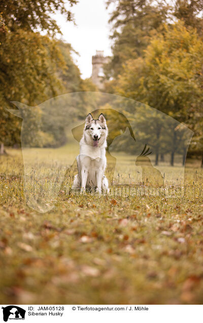 Siberian Husky / JAM-05128