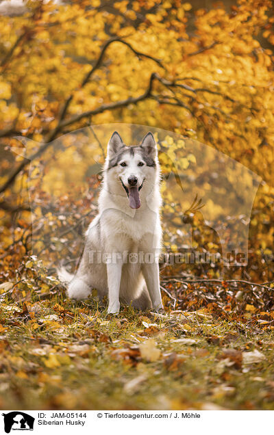 Siberian Husky / JAM-05144