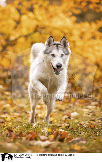 Siberian Husky / Siberian Husky / JAM-05147