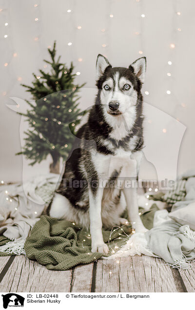 Siberian Husky / Siberian Husky / LB-02448