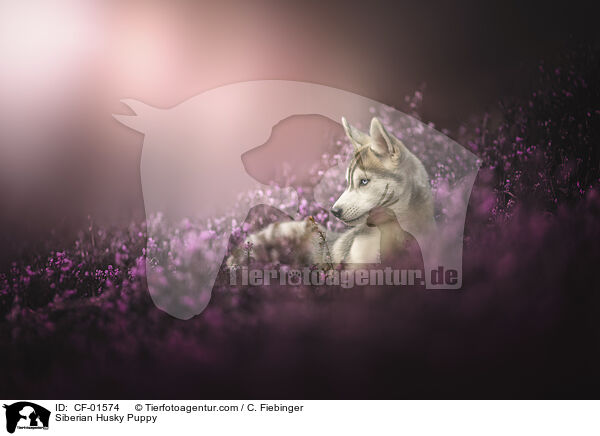 Siberian Husky Welpe / Siberian Husky Puppy / CF-01574