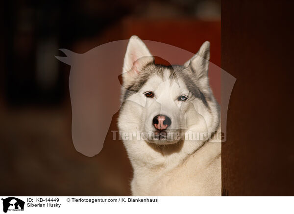 Siberian Husky / Siberian Husky / KB-14449