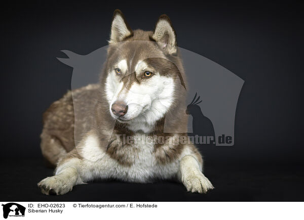 Siberian Husky / Siberian Husky / EHO-02623