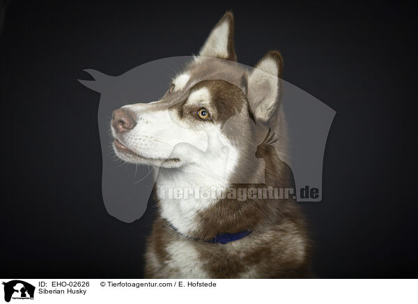 Siberian Husky / EHO-02626