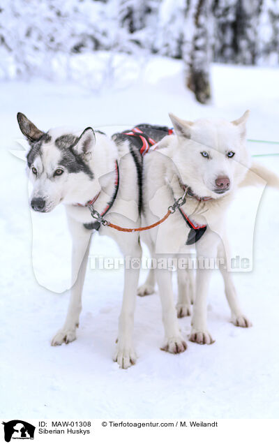 Siberian Huskys / Siberian Huskys / MAW-01308
