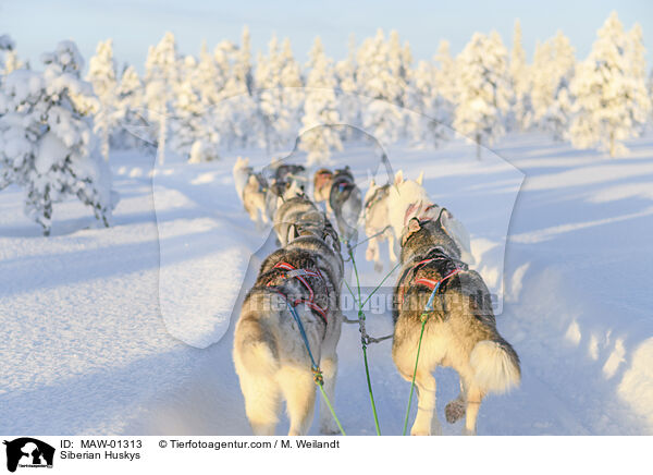 Siberian Huskys / Siberian Huskys / MAW-01313