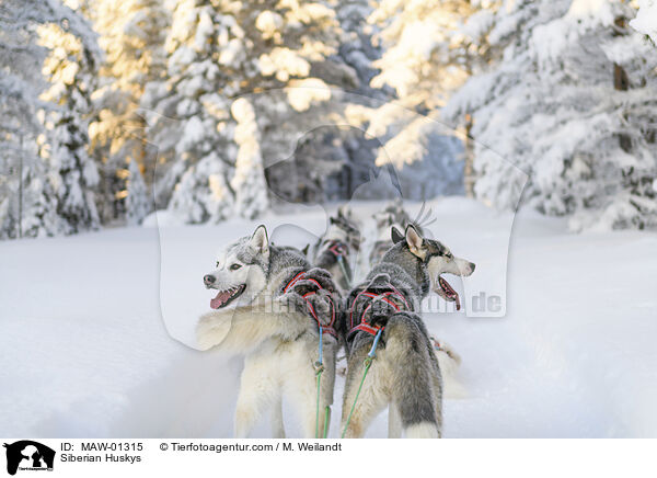 Siberian Huskys / Siberian Huskys / MAW-01315