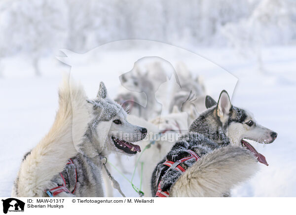 Siberian Huskys / Siberian Huskys / MAW-01317
