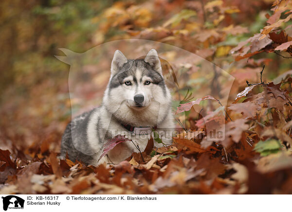 Siberian Husky / Siberian Husky / KB-16317