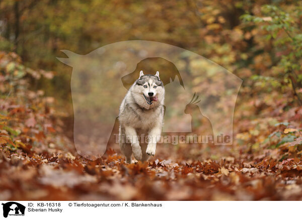 Siberian Husky / Siberian Husky / KB-16318