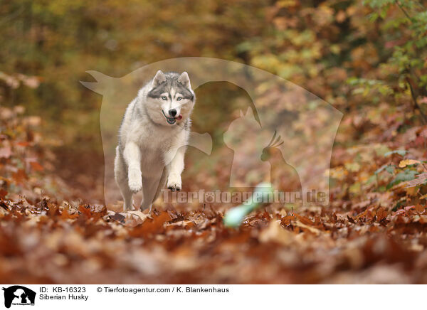 Siberian Husky / Siberian Husky / KB-16323