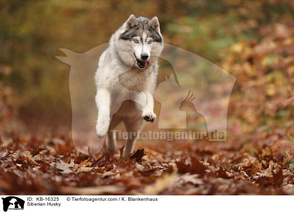 Siberian Husky / Siberian Husky / KB-16325