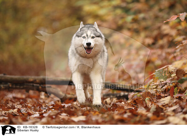 Siberian Husky / Siberian Husky / KB-16328